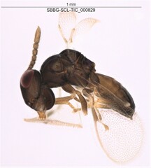 Chalcidoidea