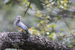 Ptiliogonys cinereus