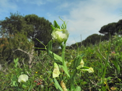 Lathyrus ochrus