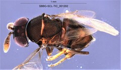Forcipestricis