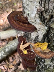 Daedaleopsis tricolor