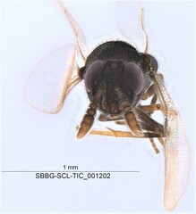 Forcipestricis