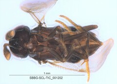 Forcipestricis