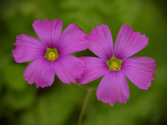 Oxalis arenaria