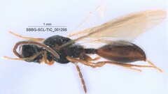 Belytinae