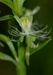 Platanthera lacera