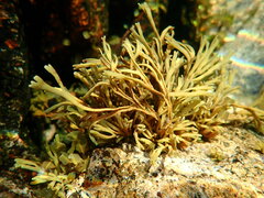 Pelvetia canaliculata