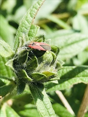 Neacoryphus bicrucis