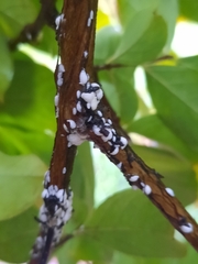 Eriococcus lagerstroemiae