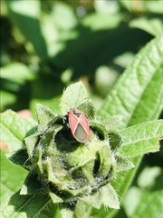 Neacoryphus bicrucis