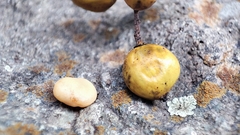 Toxicodendron vernicifluum