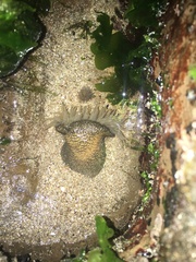 Actiniidae