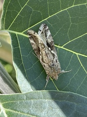 Chrysodeixis includens