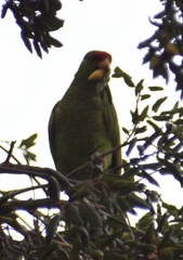 Amazona viridigenalis