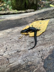 Desmognathus imitator