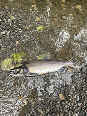 Oncorhynchus gorbuscha