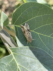 Chrysodeixis includens