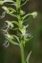Platanthera lacera