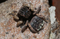 Maratus vespertilio