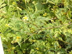 Bidens bipinnata