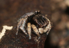 Maratus vespertilio