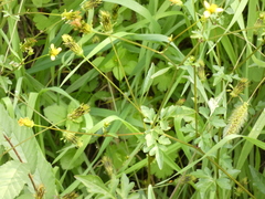 Bidens bipinnata