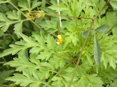 Bidens bipinnata
