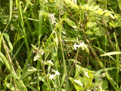 Solanum nigrum