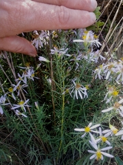 Galatella sedifolia