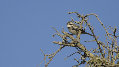 Microspingus torquatus