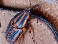 Phacecorynes sommeri