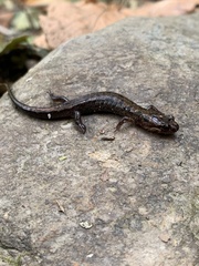 Desmognathus imitator