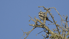 Microspingus torquatus