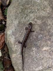 Desmognathus imitator