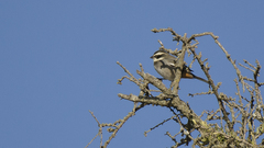 Microspingus torquatus