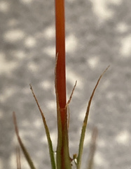 Polytrichastrum ohioense