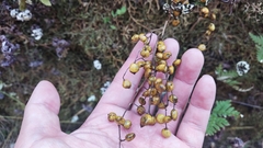 Toxicodendron vernicifluum