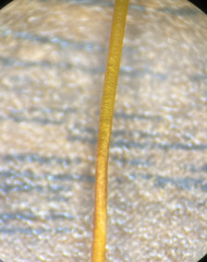 Polytrichastrum ohioense