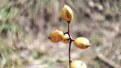 Toxicodendron vernicifluum