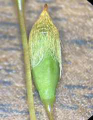 Polytrichastrum ohioense