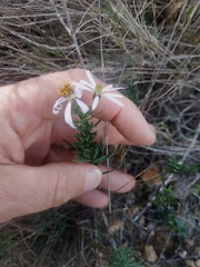 Galatella sedifolia