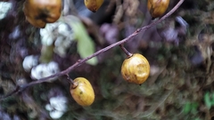 Toxicodendron vernicifluum