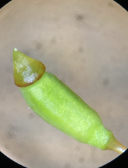 Polytrichastrum ohioense