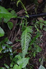 Blechnum appendiculatum