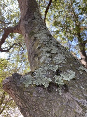 Pseudevernia furfuracea