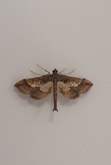 Hydriris ornatalis