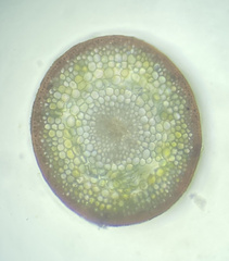 Polytrichastrum ohioense