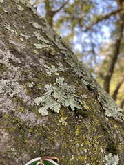 Pseudevernia furfuracea