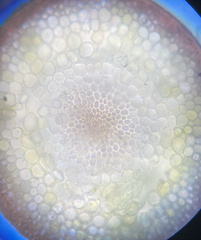 Polytrichastrum ohioense