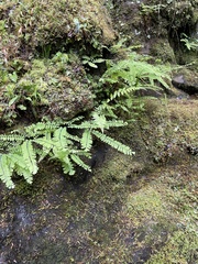 Adiantum aleuticum aleuticum